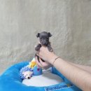 애견왕국 이미지