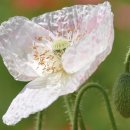 양귀비꽃(관상용) 이미지