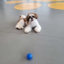 옐레드 부천상동점 | 부천 상동 애견호텔 옐레드 부천상동점 비용 시간 위치