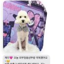 노노펫 | 운정 애견미용 추천 [노노펫 애견미용]