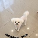 애견미용실 이미지