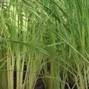 ＜아로마테라피＞ 레몬그라스(Cymbopogon citratus) 이미지