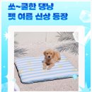 우리집원 | [다이소 고양이 쿨매트 후기] 3천원으로 우리집 냥이 여름나기 성공했어요