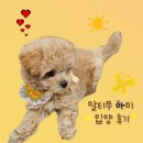 엘라보네르 이미지
