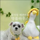 애견풀하우스 | 동삭동 애견미용 <멍풀하우스> 13살 노견 꼬미 믿고 맡기는 단골 후기