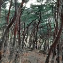 소나무숲 이미지