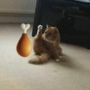 못말리는 파닭 이미지