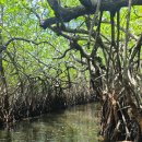 스리랑카 Madu ganga, Boat Safari 이미지