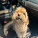 복실이네 애견미용실 | [강남애견미용] 청담동·압구정 애견미용 필스타에서 말티푸 곰돌이컷 했어요 🐶✨