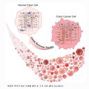 암 가역 치료 (Cancer Reversion Therapy 또는 Tumor Reversion) 이미지