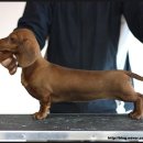 쿠어츠바인에 이미지