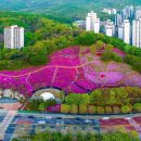 군포철쭉 이미지