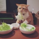 찹찹 | 전주 혁신도시 샐러드 포케 맛집 ㅣ 찹찹샐러드 메뉴 추천 및 알리오올리오 후기
