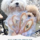 누리댕댕 이미지