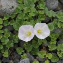 고(GO)광택 이미지