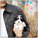 유어펫 라운지 강아지분양 이미지