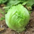 곡성기차마을전통시장 이미지