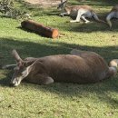 2766 | [Sydney] 🐨 Sydney Zoo 후기 | 시드니 동물원 리뷰