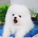 화이트포메라니안 이미지