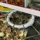 충남활어 이미지