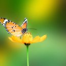 나비사랑 이미지