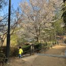 하늘소망어린이집 | 아이랑 마지막 벚꽃 구경, 우리 동네 봄꽃 명소 상도동 국사봉