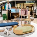 프리미엄캣 이미지