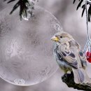 새야새야 이미지