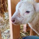 하빛율빠꿈사리 이미지