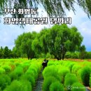하늘빛공원 | 부산 화명생태공원 댑싸리 9월 초 현황 산책 후기