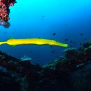 yellow trumpet fish 이미지