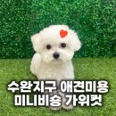 장군의땅 | 수완지구 애견미용 미니비숑 장군이의 생애 첫 가위컷! 스트레스 없는 섬세한 케어 후기