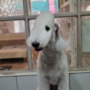 달이네애견미용실 이미지