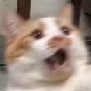 마음이 봉봉 | 다르코봉봉 | 대전 도안동 촉촉한 두쫀쿠 헤쫀쿠 아쫀쿠 비교 순위 내돈내산 솔직후기