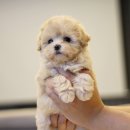 강아지분양 퍼피베이비 이미지