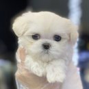 야옹아멍멍해봐 이미지