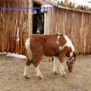 탐라목장 이미지