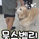 뭉스벨리 | 리트리버가 한 마리도 아니고 다섯 마리🤣💕리트리버5마리 상주카페 &#39;뭉스벨리&#39; 후기
