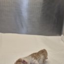 CU 방어원룸점 이미지