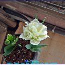 화이트밸리 이미지