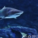 스몰윈도우스쿠알렌