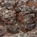 한종목장 이미지