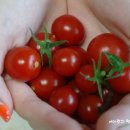 베란다텃밭서 방울 토마토 수확 그리고 우유병으로 화분 만들기 이미지