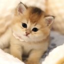 골드 캣 | [고양이분양후기] 골드브리티쉬숏헤어, 도레미캣이 성지인 이유