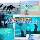 마린랜드 | 마린월드 후쿠오카 랜드마크 아이랑 솔직후기ㅣ돌고래쇼일정l먹이주기l주차장 등