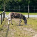 작은동물원 이미지