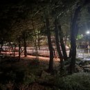[매봉산 산책] 밤산책 하기 좋은 곳! "매봉산 자락길" 후기🌃