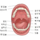 구강암(Oral Cancer) 이미지