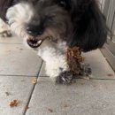 돌담펫호텔 이미지