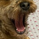 보라매웰종합동물병원 이미지